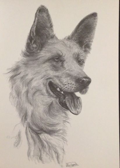 German Shepherd